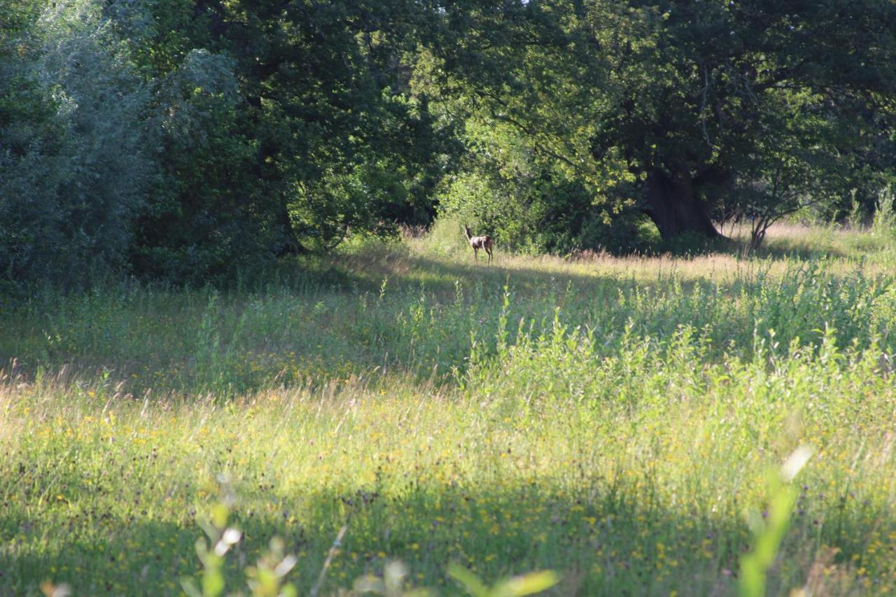 Leuk Boerderijtje Op Prachtige Plek, Nabij Natuurgebied Ruurlo Exterior photo